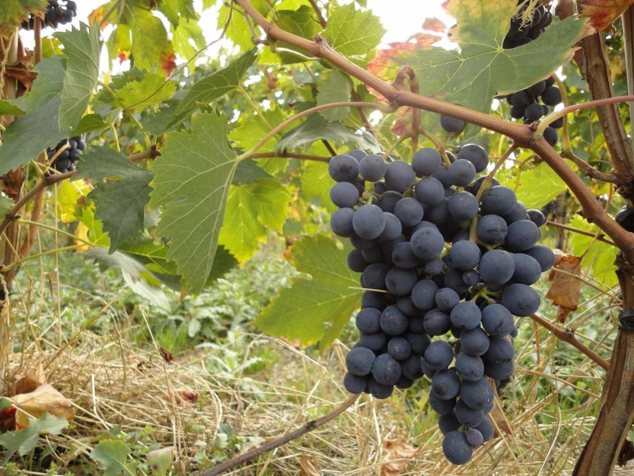 Agriturismo Le Case Assisi Ngoại thất bức ảnh